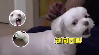 狗也會喜新厭舊？寵物狗專咬主人，訓犬師頭一次見到這麼神奇的狗