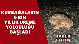 Kurbağaların 5 bin yıllık üreme yolculuğu başladı!