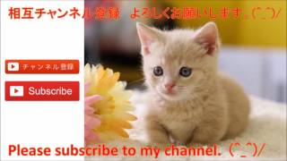 相互チャンネル登録　チャンネル登録返し　チャンネル登録　SUB4SUB　ちゃんねる登録　subscribe 猫 子猫 ランキング