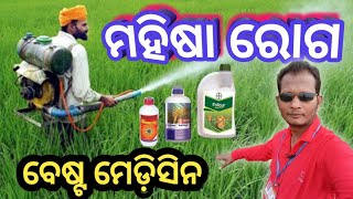 how to Control of Blight Disease in Rice Crops//ଧାନ ଫସଲରେ ମହିଷା ରୋଗ ବେଷ୍ଟ ମେଡ଼ିସିନ