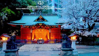 4K60【渋谷の桜】金王八幡宮とさくら坂 2024 東京 Japan