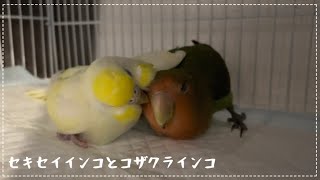 セキセイインコとコザクラインコて相性悪いの？？bedgie lovebird