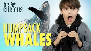 Humpback Whale Facts | Educational Animal Videos for All Ages