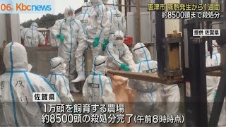 佐賀・唐津市　豚熱発生から１週間　殺処分８割に