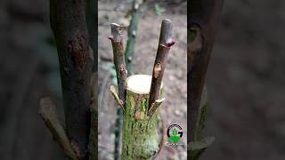 Rose grafting - Bud grafting rose plant care #rose #roses #grafting