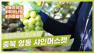 포도 어디까지 먹어봤니? 포도계의 샤이니스타 충북영동 샤인머스캣[랜선농장]