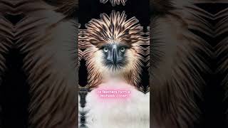 The Philippine Eagle: The World’s Rarest and Most Majestic Bird