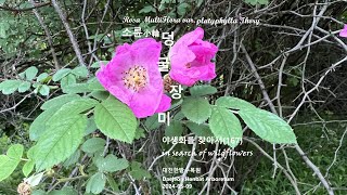 소륜小輪 덩굴장미 Small-ringed vine rose 야생화를 찾아서(167) in search of wildflowers 한밭수목원 Hanbat Arboretum