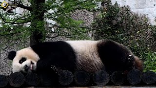 20200412 見證圓仔從淺眠進入深睡期 The Giant Panda Yuan Zai