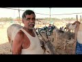 2022 siddaganga cattle fair near tumkur in karnataka hallikar cattle fair in karnataka part 1