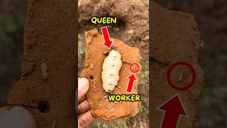 Why Termite Queens Are Massive😱