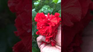 Harvesting Hibiscus flowers for tea ☕️ #healthylifestyle #recipes #shorts