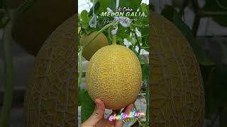 ujicoba melon galia,prospek bagus?