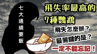 飛失率最高的7種鸚鵡!你家上榜了嗎?寵物鳥飛失怎麼辦?最關鍵的是?  | 精鵡瘋雲（ft.屈原之天下鳥事