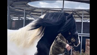 CHAPS stallion grading  2022 Monivea Black Magic