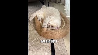 比起容易掉屑的纸质猫抓板，我更愿意给毛孩子用这种剑麻猫窝#猫窝 #猫抓板 #萌宠好物