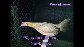 poj​ qaib​ seev​ zoo​(ສຽງ​ໄກ່​ຣ້ອງ​ດີ)​