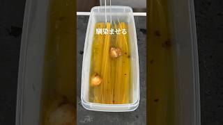 総再生500万回超え【ペペロンチーノ】シェフが電子レンジでパスタを作った結果…#shorts