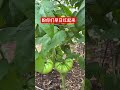 菜园里的西红柿 tomatoes in the vegetable garden