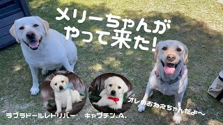 メリーちゃんがやって来た！オレのおねえちゃんだよ〜　ラブラドールレトリバー　キャプテン #136