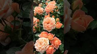 Beautiful Orange Cream Roses🌹 #rosegardens #gardenflower #amazing #relaxingmusic #naturesounds