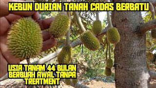 KELEBIHAN KEBUN DURIAN TANAH CADAS BERBATU ‼️ BERBUAH AWAL TANPA TREATMENT PUPUK PEMBUAHAN💯🔴