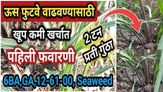 ऊस पिकात भरघोस फुटवे वाढवण्यासाठी पहिली फवारणी l 6ba, GA, 12-61-00 व Seaweed l 75 ते 100 टन ऊस