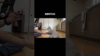 新しい芸を覚えた子猫！渋々飼い主に付き合ってくれてます…w  #猫　#ねこ　#cat  #しつけ　#おやつ