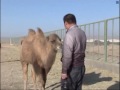 rescued wild camels enjoy new life