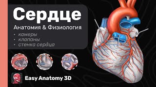 Анатомия Сердца: Полный разбор | Камеры, Клапаны, Стенка сердца | Easy Anatomy