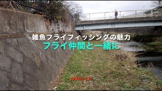 オイカワをフライフィッシング〜フライ仲間と一緒に〜flyfishing Zacco platypus with friends