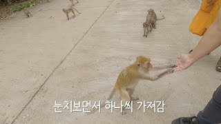 원숭이에게 점령당한 태국 도시 방문 [태국여행 ep.09]