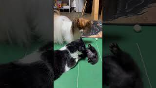 頭をかじられるハチワレ黒白が心配だけど黒子猫を怒れずウロウロするパピヨンのクーちゃんが可愛い😍