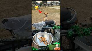 Surprising street dogs with Christmas dinner 🐶🎄