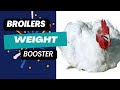 Broilers Growth Booster that works