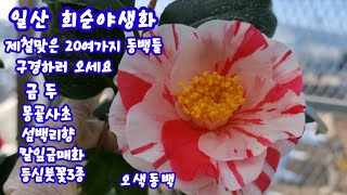 일산#희순야생화 제철맞은 20여가지 #동백들 구경하세요#금두# 몽골사초#등심붓꽃3종#칼잎금매화#섬백리향~