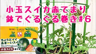 小玉スイカ赤てまり鉢でぐるぐるNo.6ベランダでも簡単あんどん仕立てで空中栽培