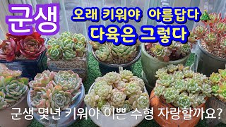 군생 꽃보다 이쁘게 만들기#군생다육키우기#다육합식#휴밀리스#티피#블루엘프#수련#나나후쿠미니