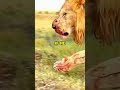 can a lion beat gorilla short short shortvideo shortsvideo lion gorilla animals wildlife