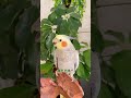 小黑生來就是農村鳥！ cute 鹦鹉 萌宠