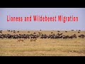 Lioness and Wildebeest Migration