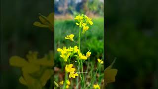 Mustard Plant Flower | Brassica juncea | Rai |  Raydo | RK Nature World