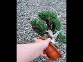 The best mini Bonsai