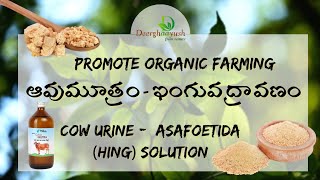 ఆవు మూత్రం - ఇంగువ ద్రావణం తయారీ విధానం| Cow urine-Hing(Asafoetida solution,#Deerghaayush,#organic