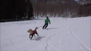 Ｃｒｅｗと白馬さのさかSnowDogでスキー!