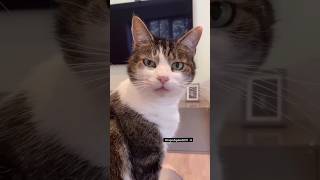 funny cat and human funsta stik videos 😂😂😂#cat #human