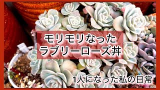 [多肉植物]モリモリになったラブリーローズ丼🌹^_^1人になった私の戯言