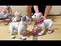 可愛いはるちゃんに会いに行ってきました！we went to meet the cute aibo hal