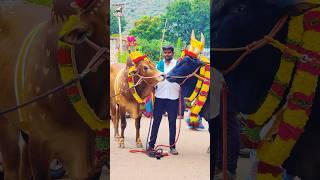 💞Best Friends Mass❤️‍🔥| Kangayam Beast Pair💯| #jallikattu #reels #shortvideo