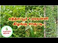 ஏத்தாப்பூர் 1 மரவள்ளி ரகம் சாகுபடி... உழவனில் ஒருவன்..